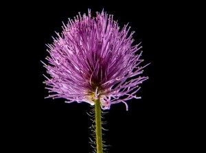 small-flower-202724_640